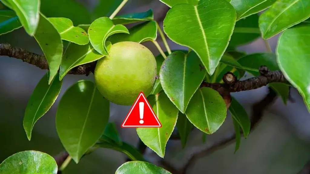 Cuidado con el árbol de la muerte, podría matarte si lo tocas mientras llueve – Mis Consejos Jardinería