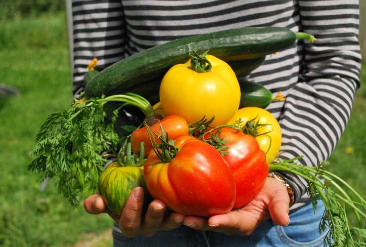 Productos del jardín de verano
