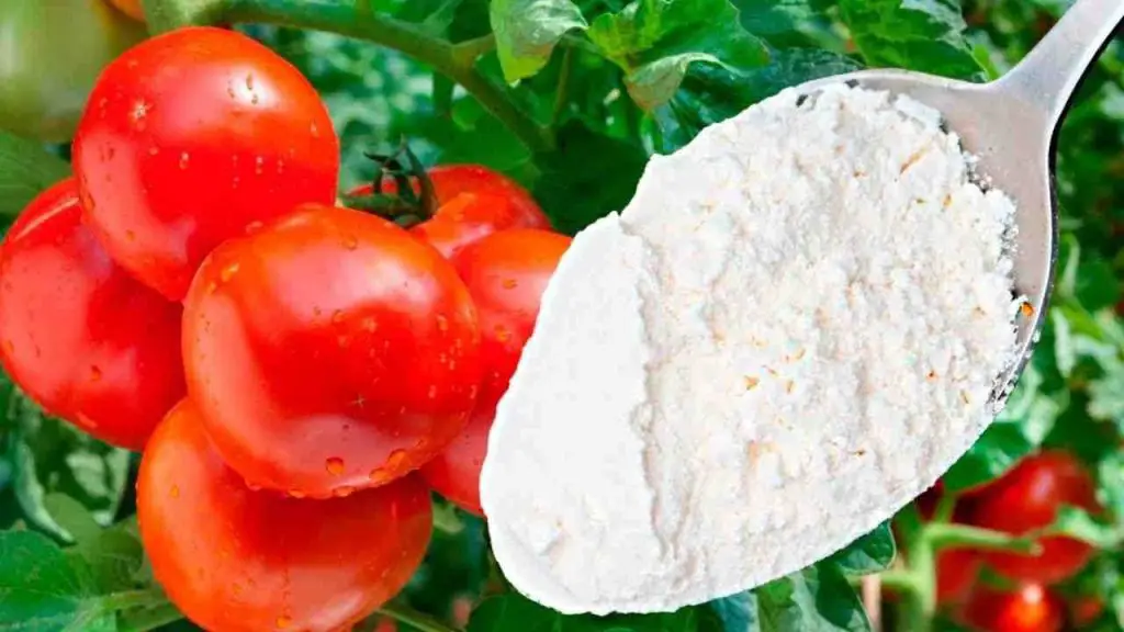 El remedio más fuerte para la inmunidad de pepinos, pimientos y tomates: funciona – Mis Consejos Jardinería