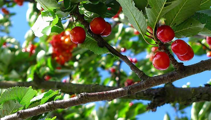 Cultivar un cerezo 