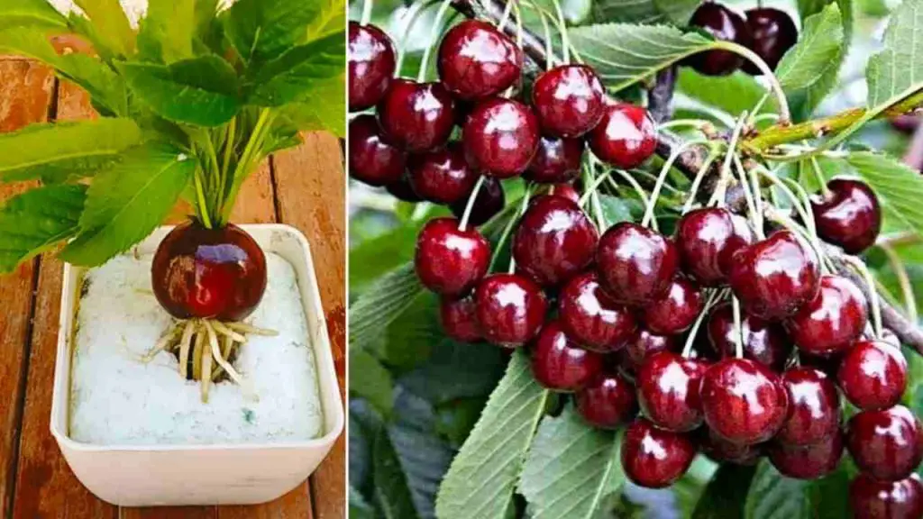 Cómo cultivar un cerezo en poco tiempo: tendrás frutas jugosas. – Mis Consejos Jardinería
