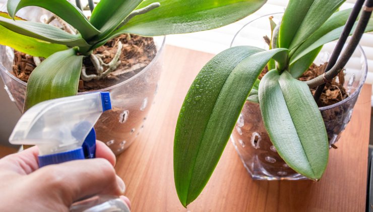 Plantas de riego