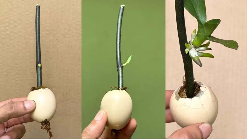 Este truco hace que las ramas y las plántulas crezcan rápidamente: no dejarán de florecer. – Mis Consejos Jardinería