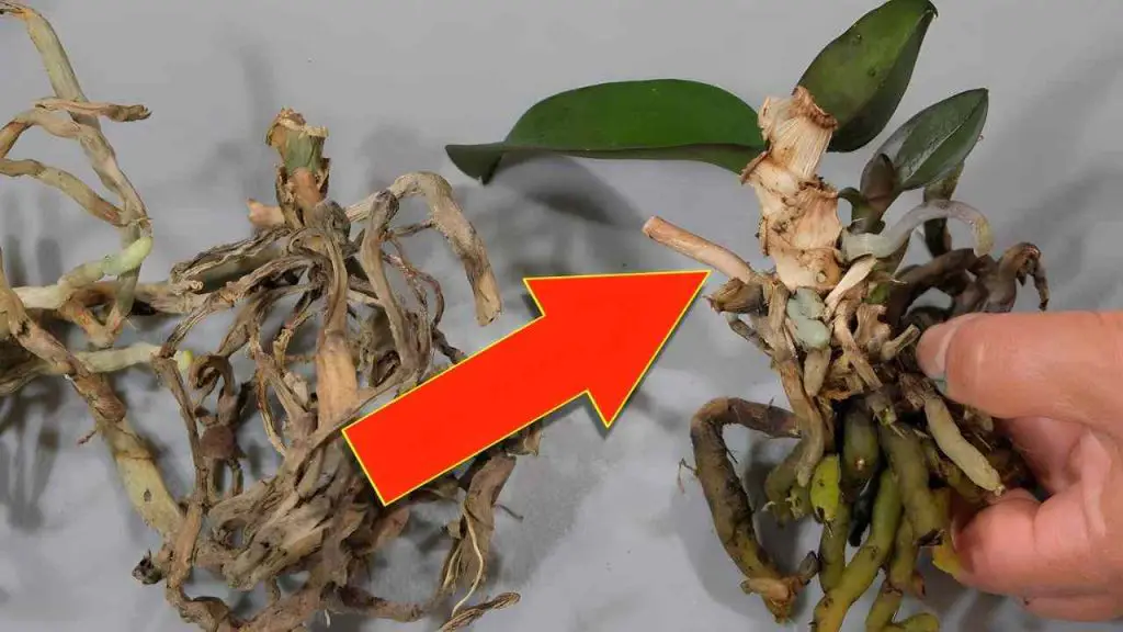 Nunca volverás a tirar las orquídeas viejas después de ver este truco – Mis Consejos Jardinería