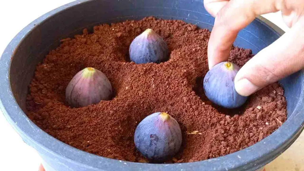 Entierra 4 higos en un jarrón lleno de tierra, no te puedes imaginar lo que sucede poco después – Mis Consejos Jardinería