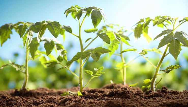 Plantando plántulas de tomates.