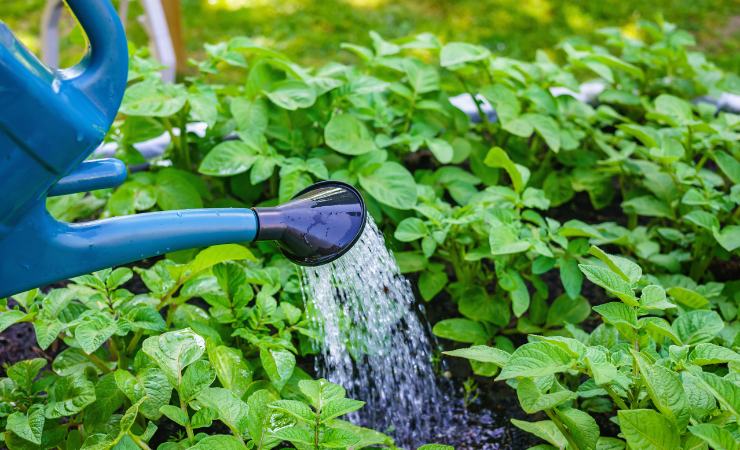Plantas de riego