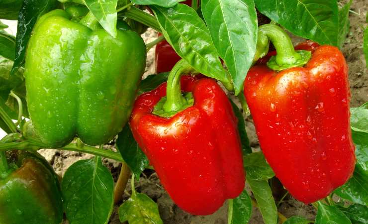 Plantas de pimiento