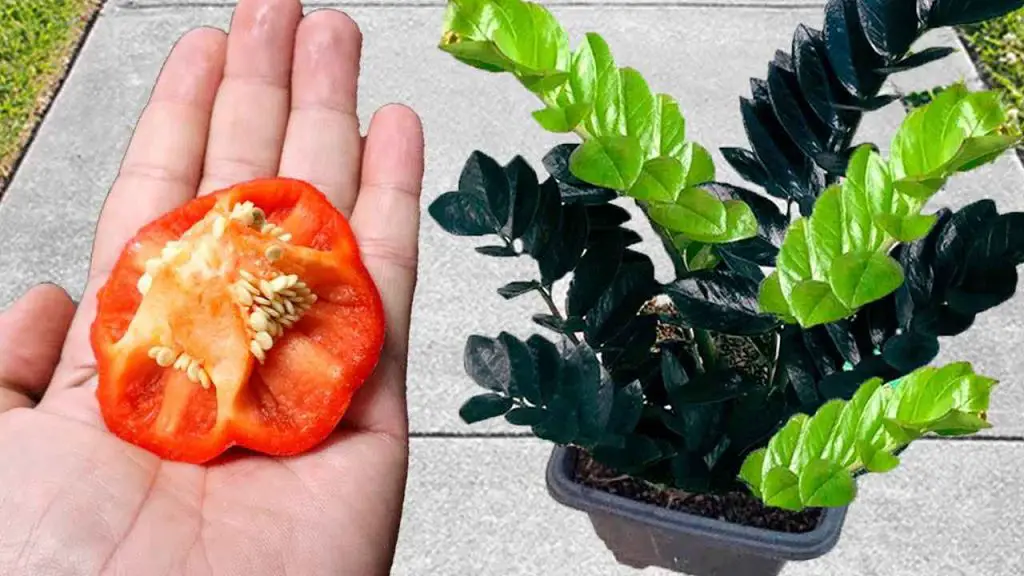 No lo tires, para las plantas vale oro: verás cómo crecerán visiblemente. – Mis Consejos Jardinería