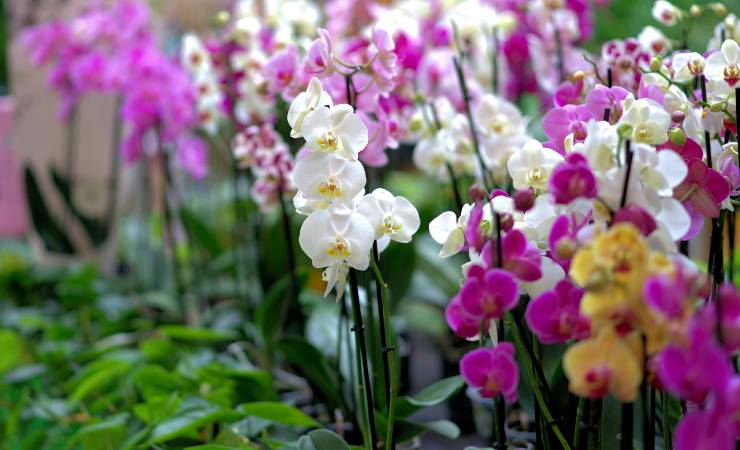 Orquídeas 