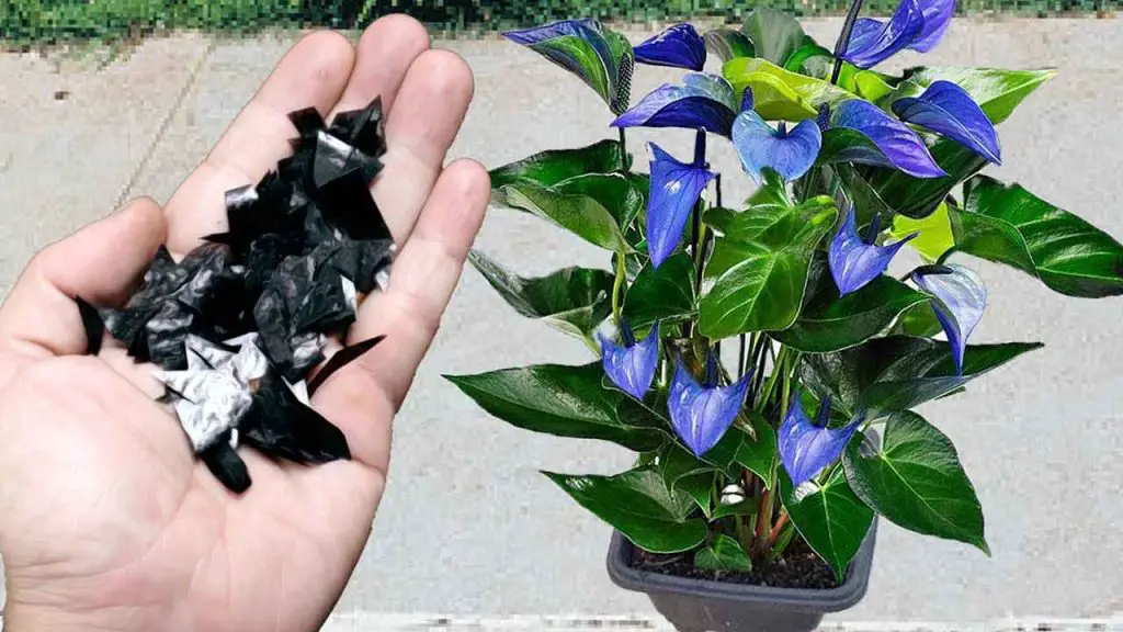 El secreto de este antiguo cultivador realmente explotará un montón de flores – Mis Consejos Jardinería