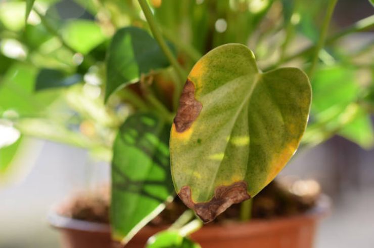 Plantas secas