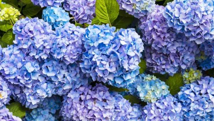 Hortensias