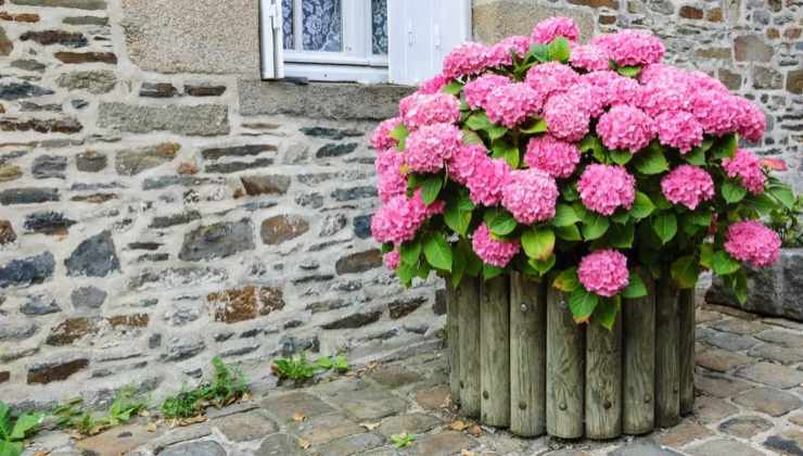 Cultivo de hortensias