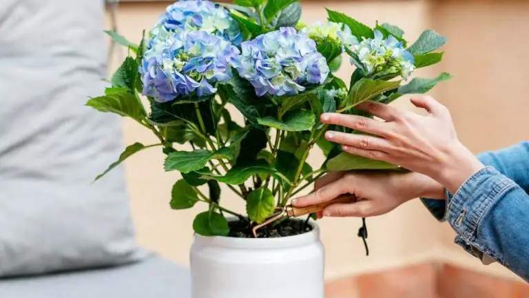 Cientos de hortensias en el jardín o balcón con la técnica de la ramita: increíble – Mis Consejos Jardinería