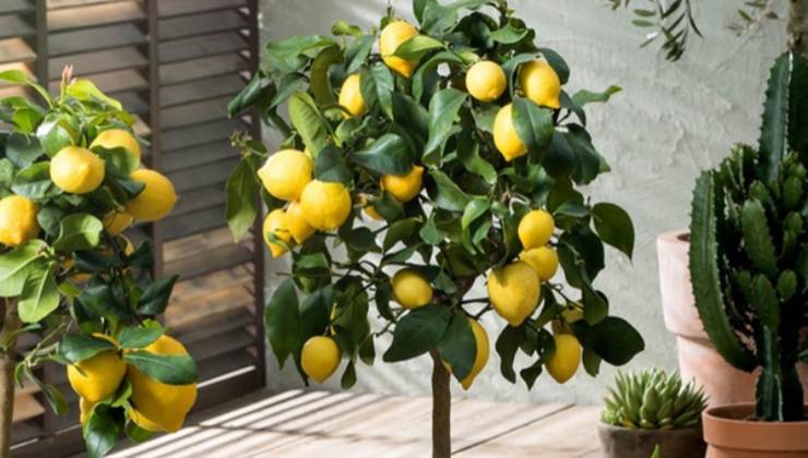 Planta de limón
