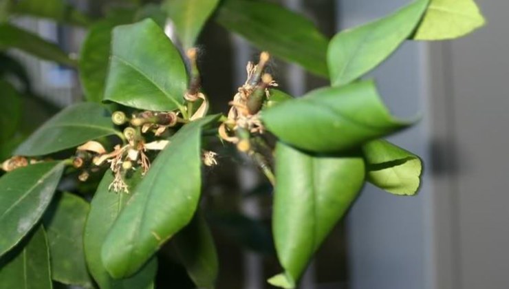 Hojas de limón rizadas