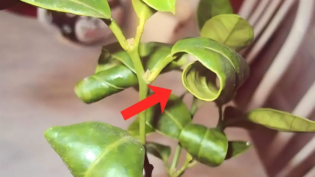¿Por qué se rizan las hojas del limonero? Explicó la causa real – Mis Consejos Jardinería