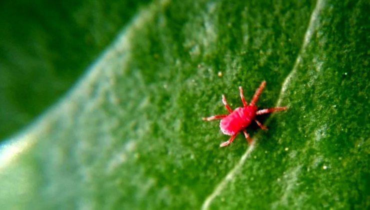Araña roja 