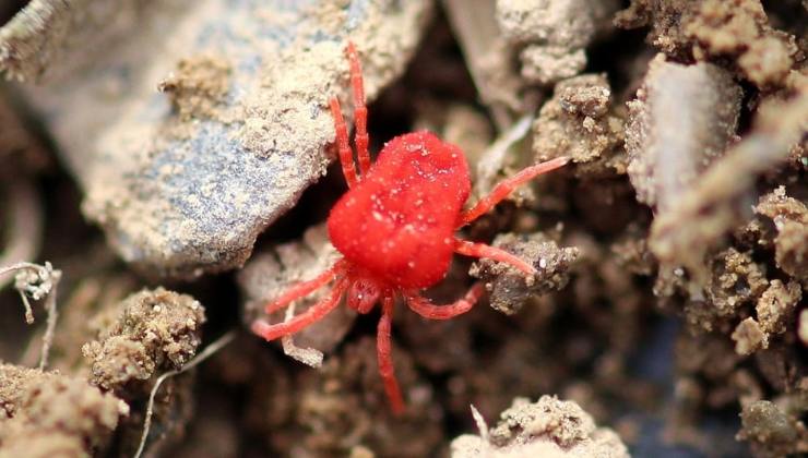 Araña roja roja remedios naturales