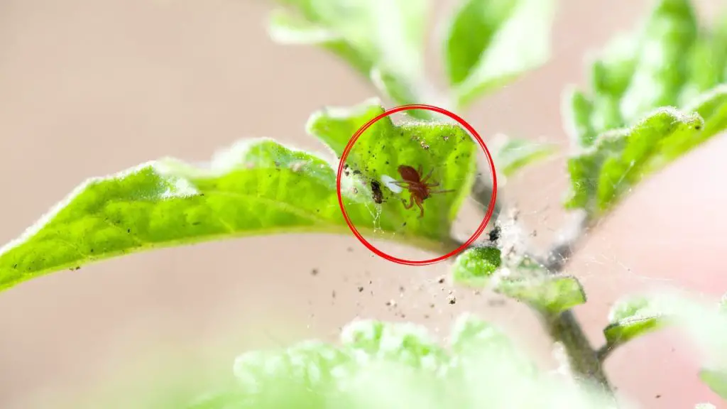 Adiós a los ácaros rojos de las plantas y los alféizares de las ventanas: solo este ingrediente en la cocina. – Mis Consejos Jardinería
