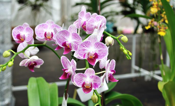 Orquídeas 