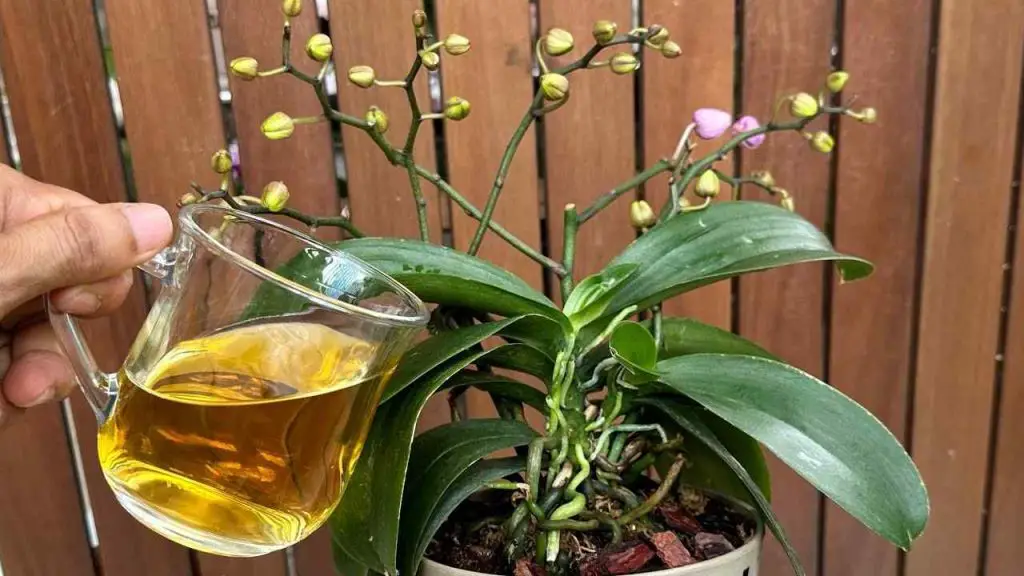 Solo 1 taza por mes será suficiente: tanto las flores como las raíces florecerán durante todo el año. – Mis Consejos Jardinería