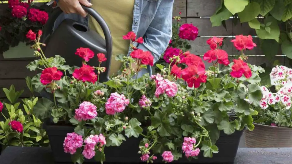 Geranio exuberante: cómo producirlo infinitamente con la técnica de la hoja infalible – Mis Consejos Jardinería