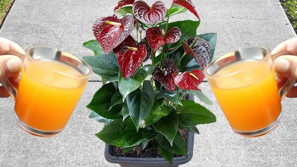 Una bomba natural para la floración de Anthurium: podría durar hasta 15 años – Mis Consejos Jardinería