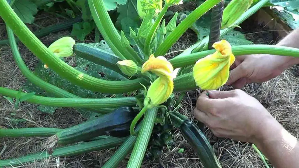 Cómo podar el calabacín en el jardín para tener una cosecha rica: el método infalible de los agricultores. – Mis Consejos Jardinería