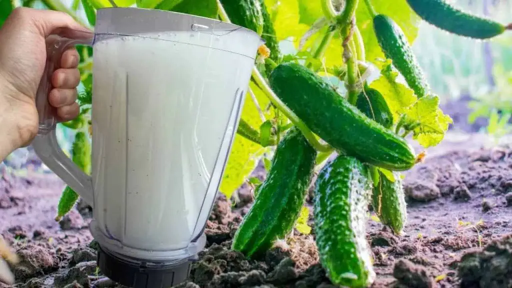Pepinos de agua con este líquido y crecerán inesperadamente por la noche – Mis Consejos Jardinería