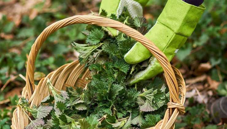 Fertilizante de ortiga e insecticida natural