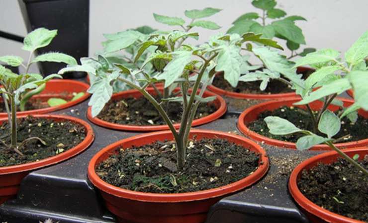 Preparación para el cultivo de plántulas.