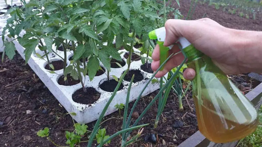 Necesitas hacer esto con las plántulas antes de plantarlas al aire libre: los jardineros lo hacen. – Mis Consejos Jardinería