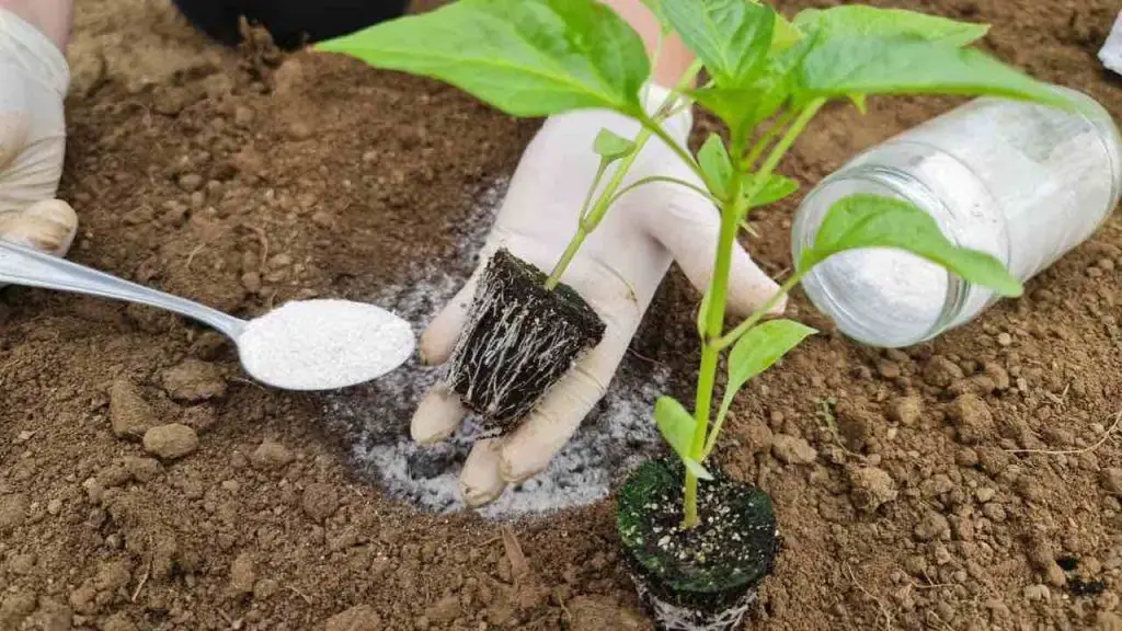 Planta los pimientos de esta manera y tendrás una cosecha muy rica y abundante – Mis Consejos Jardinería