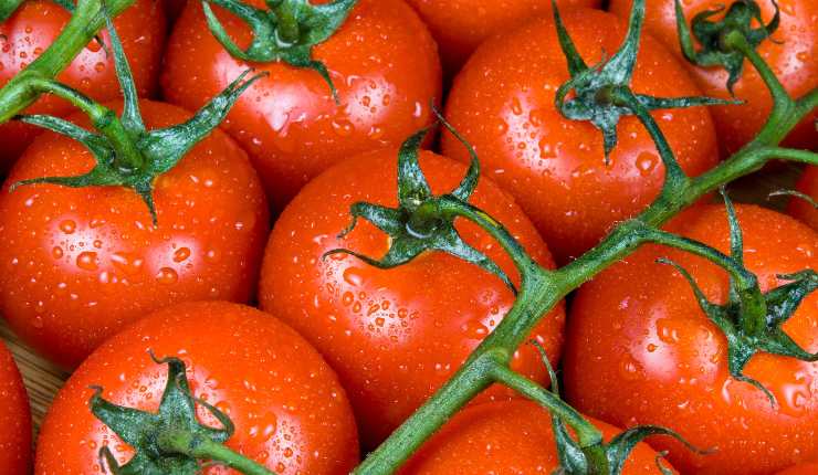Tomates