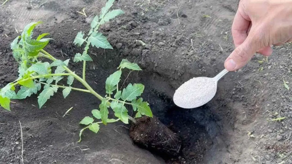 Nunca plante tomates en el jardín sin esto: tire un puñado en el suelo – Mis Consejos Jardinería