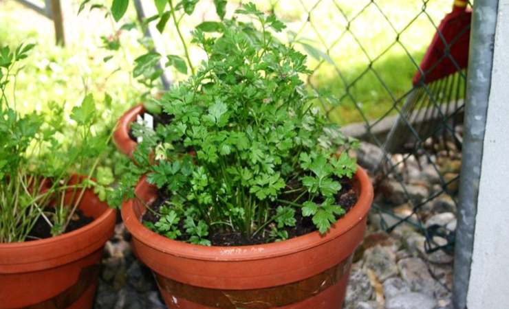 Cultivo de perejil