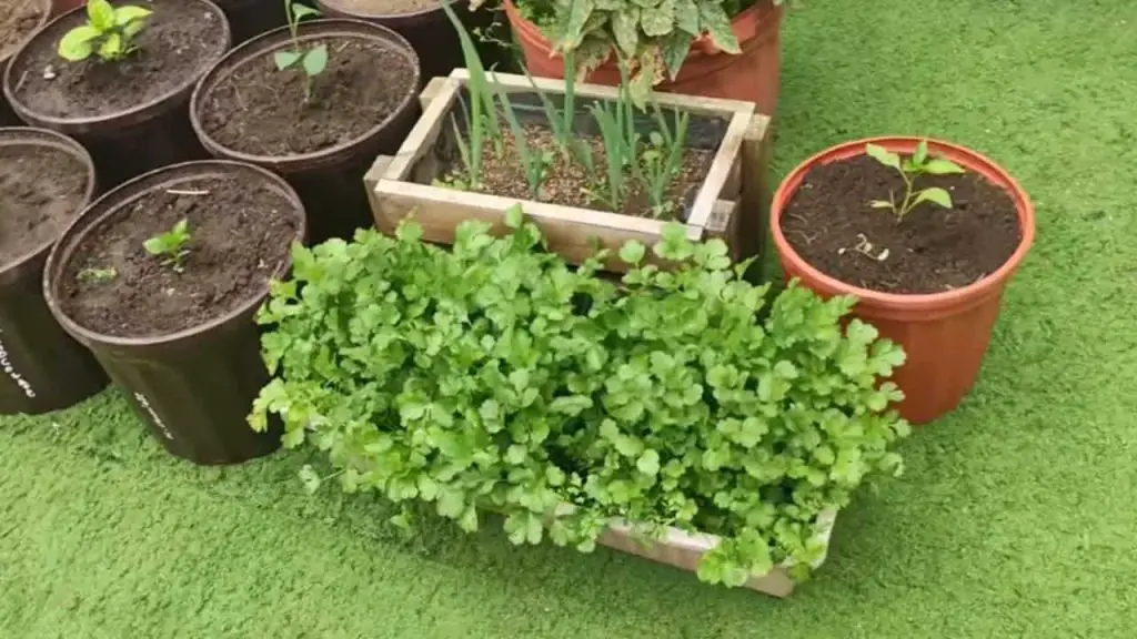 Cómo cultivar perejil en casa durante todo el año: solo entonces tendrás una rica cosecha. – Mis Consejos Jardinería