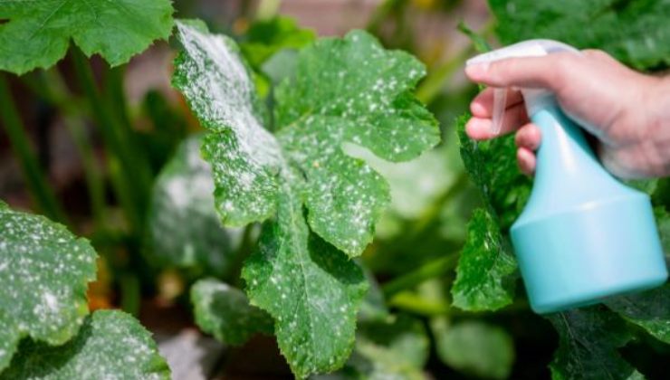 Uso de leche en plantas