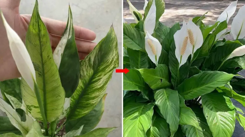 Cómo estimular el crecimiento de la espáfilia: para que crezca sana y rebosante de flores – Mis Consejos Jardinería