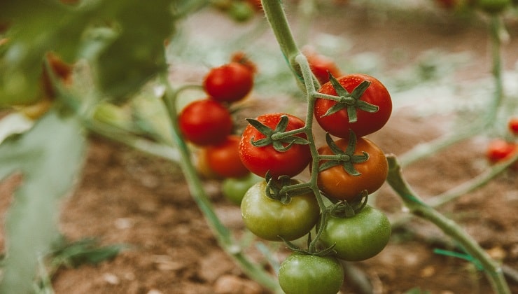 Tomates en el jardín
