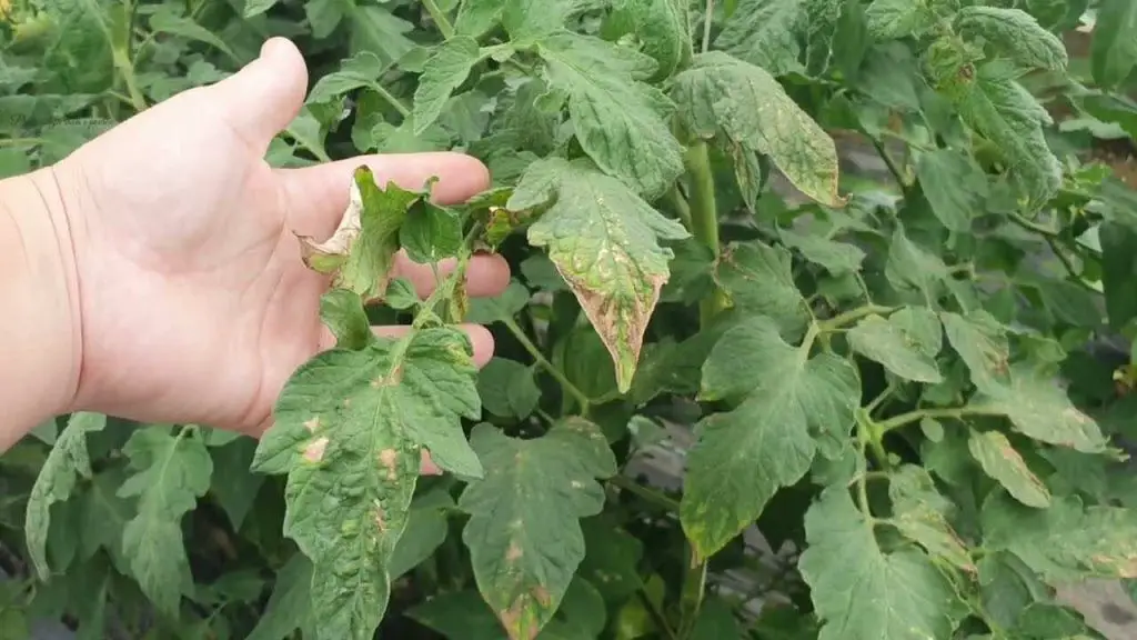 Enfermedad fúngica del tomate, cómo reconocerla y prevenirla en un abrir y cerrar de ojos – Mis Consejos Jardinería