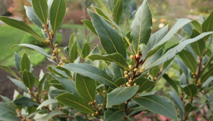 plántula de laurel