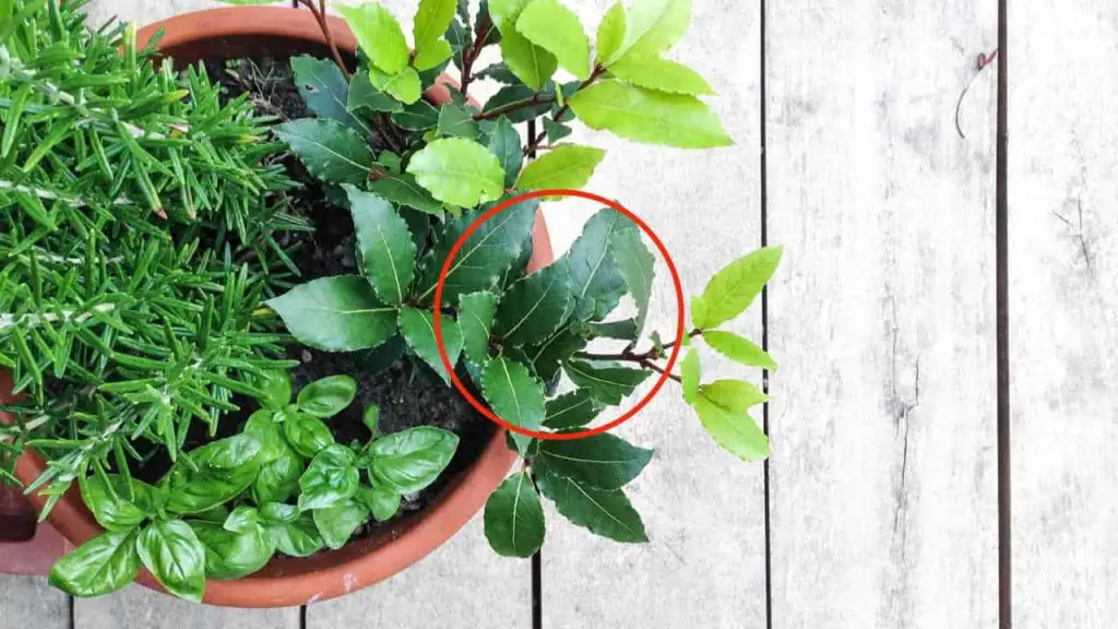 Aquí es cómo tener una plántula de laurel abundante y eterna en el balcón de la casa – Mis Consejos Jardinería