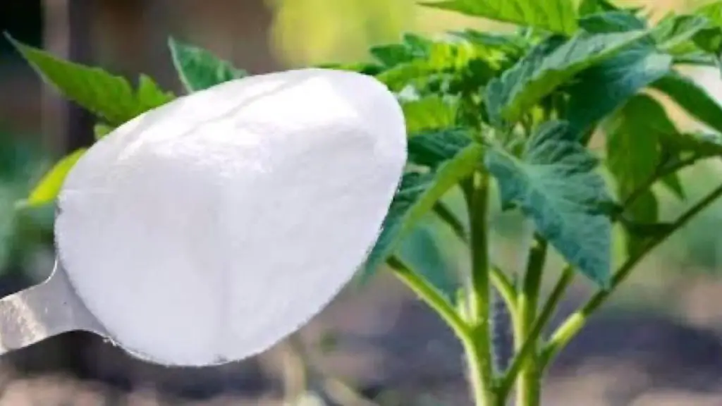 Nunca plantes tomates, pimientos y pepinos sin esto: siempre dáselo a las plantas – Mis Consejos Jardinería