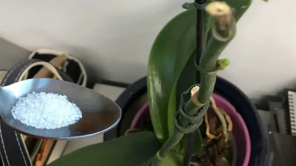 Los floristas siempre hacen este movimiento para tener orquídeas exuberantes durante meses a la vez. – Mis Consejos Jardinería