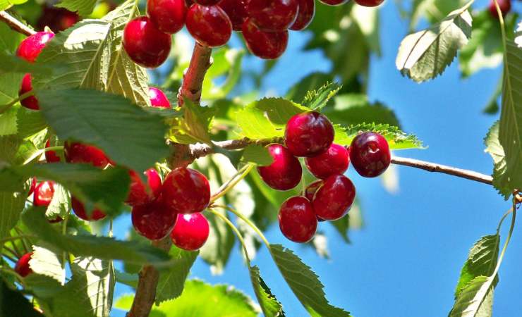 Cereza vegetal