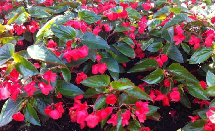 Método de plátano begonias exuberantes