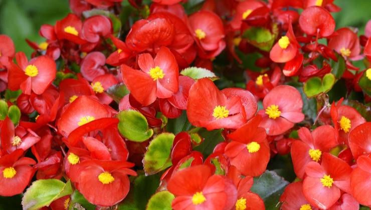 Begonias